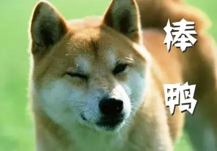 给狗狗办理狗证,深圳养狗没养犬证罚多少