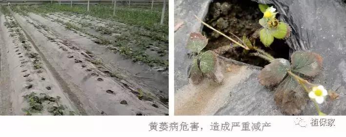 大棚草莓常见病虫害防治方法,南京地区草莓病虫害防治的现状