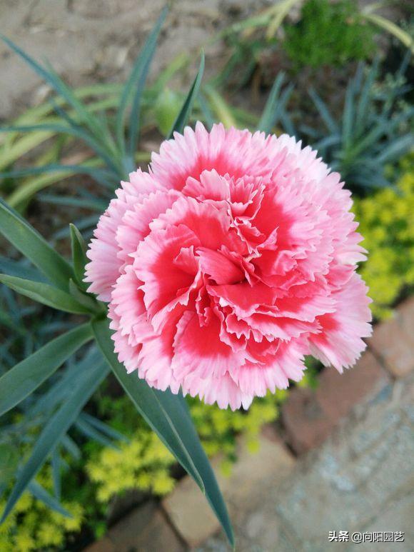 磷钾肥浇康乃馨,养康乃馨需要每天换水吗