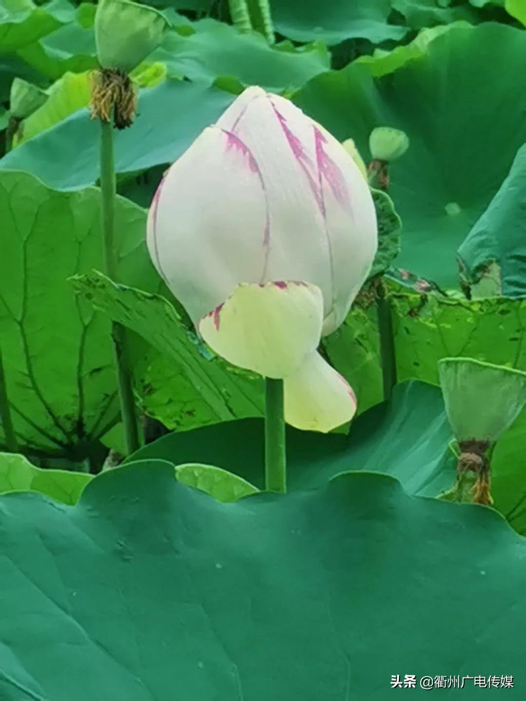 赏荷地图最新版,衢州赏荷