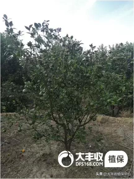 怎样管理柑橘中等果多,柑橘果柄增粗有什么办法