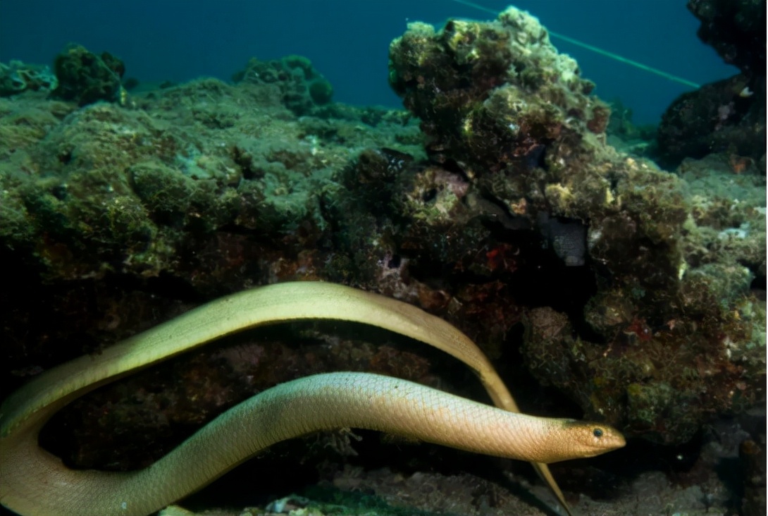 3米长的巨蟒藏在闹市10年,灭绝的超大巨蟒蛇