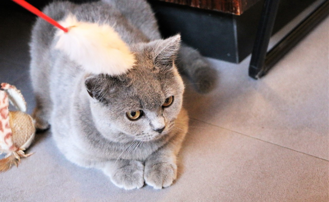 猫咪得了猫癣怎么治最有效,猫咪得了猫癣没有药怎么办