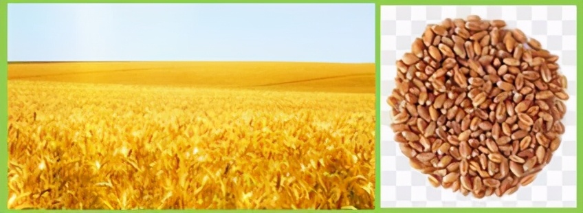 七上生物绿色植物的呼吸作用复习,高一生物必修一呼吸作用习题讲解