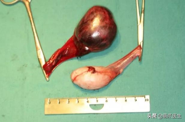 养了一年的母猫居然是公的,养了一年的猫才发现居然是母的