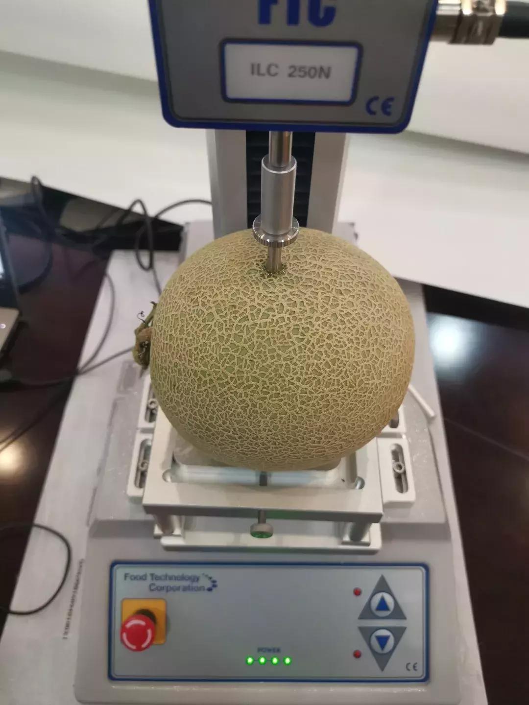 甜瓜好吃吗视频,甜瓜怎么样才算成熟