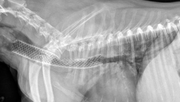 狗气管塌陷做什么检查,什么是犬气管塌陷