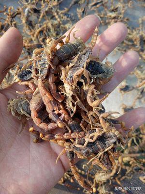 蝎子养殖一年真能赚三十万,蝎子养殖赚钱是真的吗