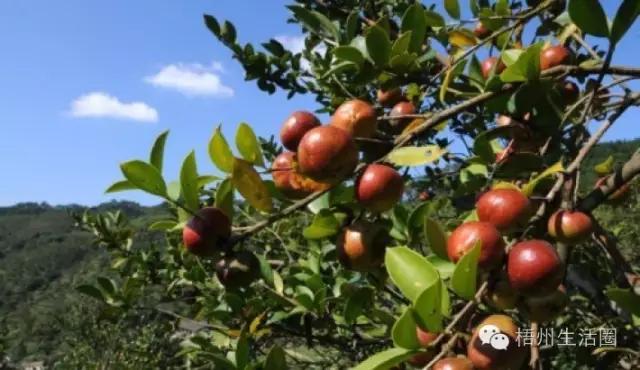 “茶油煮饭，锅底刮烂”！罗定的你试过了吗？