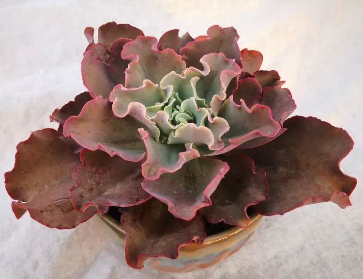 一花一世界多肉园艺,一花一世界一叶一菩提多肉植物