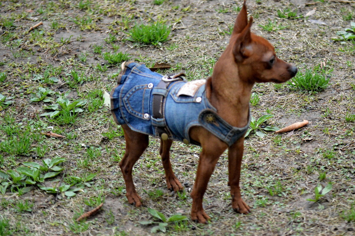 小鹿犬的训练方法,如何训练6个月的小鹿犬