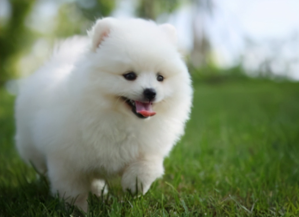 在中国10个品种的狗狗最受欢迎,现在最流行的狗狗是什么品种