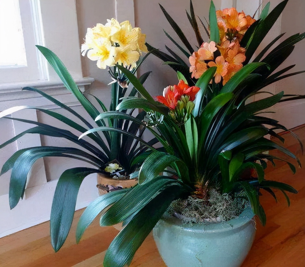 观花最好养的植物,5-10月适合养什么花