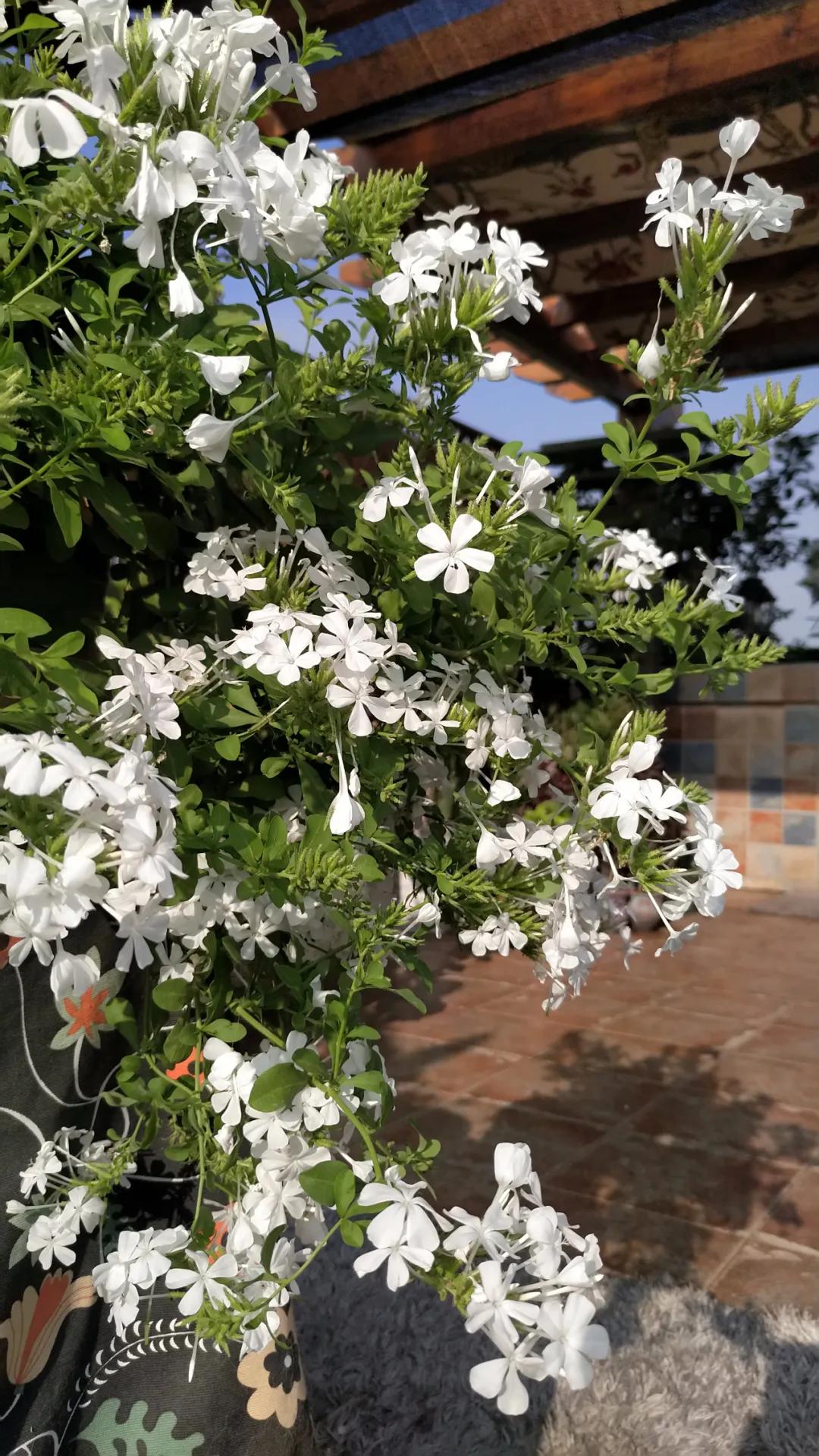 “雪”花那个PiaoPiao，这个世界真好