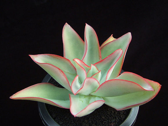 广寒宫都有谁,广寒宫里都有谁