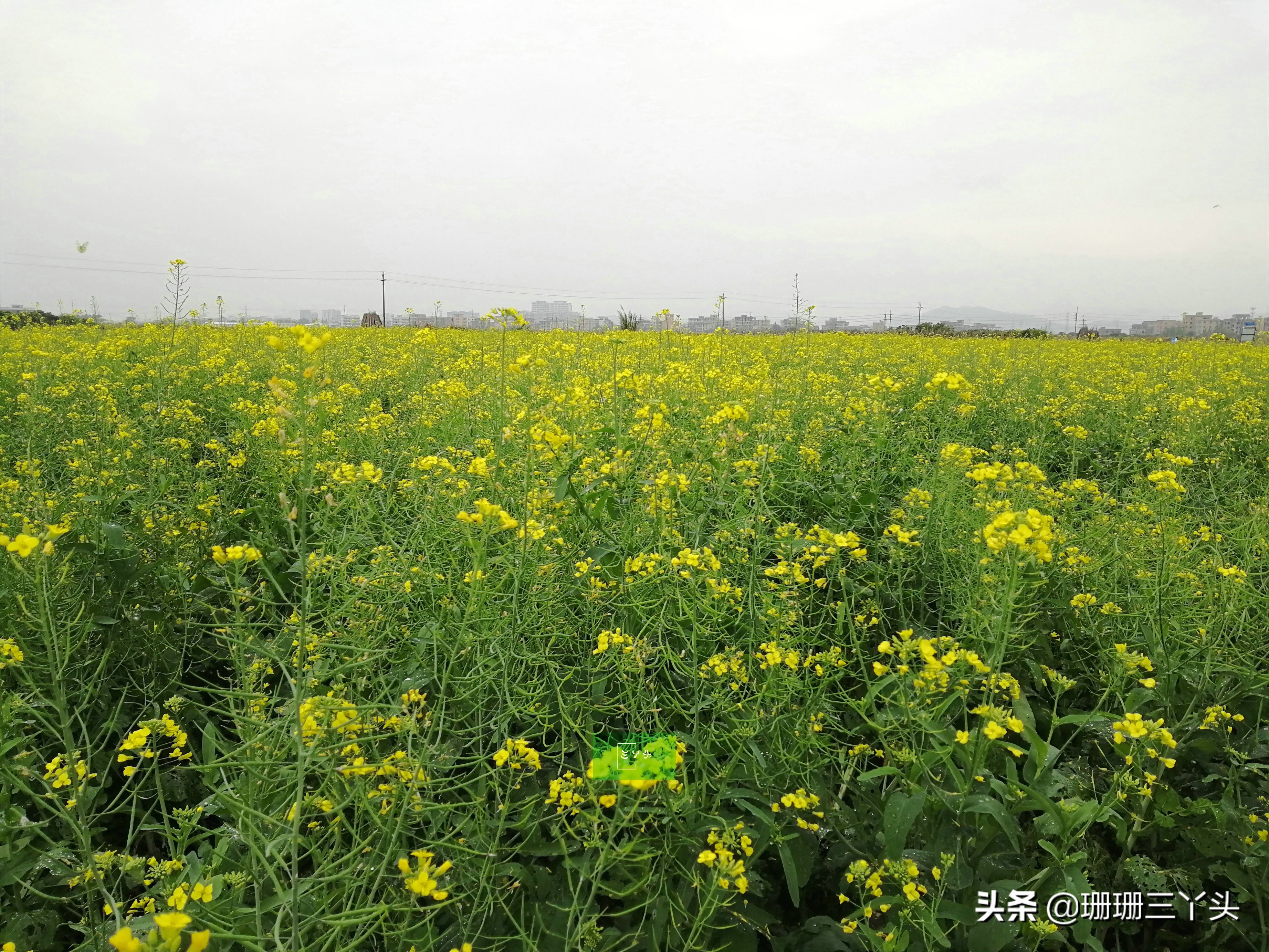 广州春季赏油菜花的地方,广州绝美油菜花海