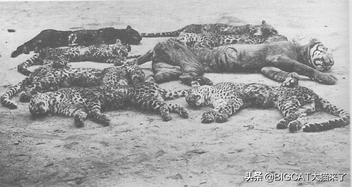 黑豹是哪个国家猫科动物,黑豹动物是哪个品种的豹子
