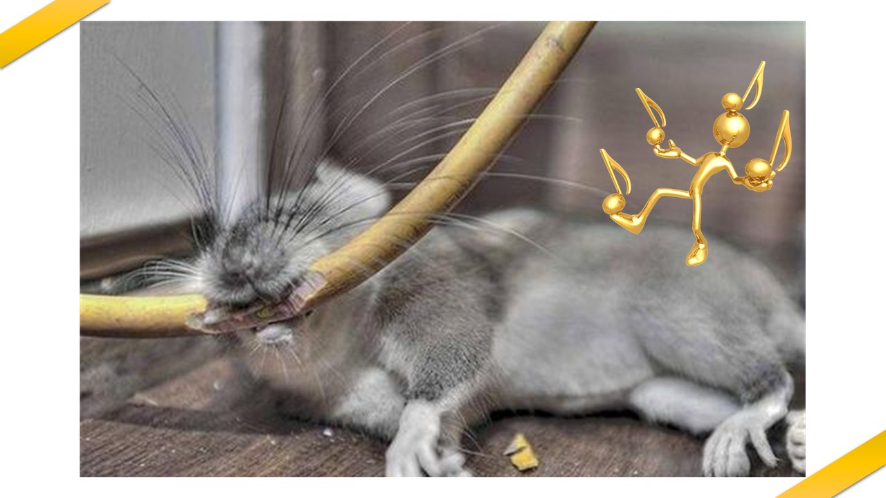 老鼠钢琴曲片段,老鼠钢琴曲完整版