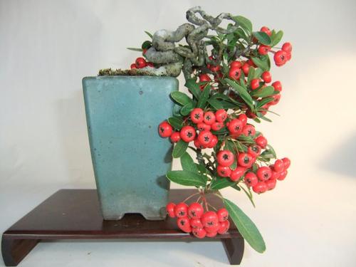 鐩嗘牻鐏椋庢按瀵撴剰,鐏鐩嗘牻涓嶅彂鏂板彾