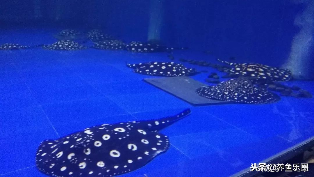 这位土豪家的渔场,光滤材就花了500多万,你确定不要见识一下?