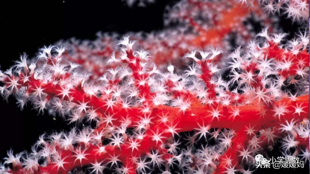 三年级第18课富饶的西沙群岛预习,3年级语文第18课富饶的西沙群岛