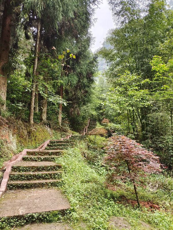 大型氧吧机,森林公园吸氧