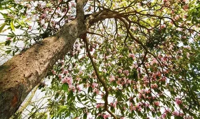 中国“林海”，你可能还不知道，这是一个低调很久了高颜值县城！