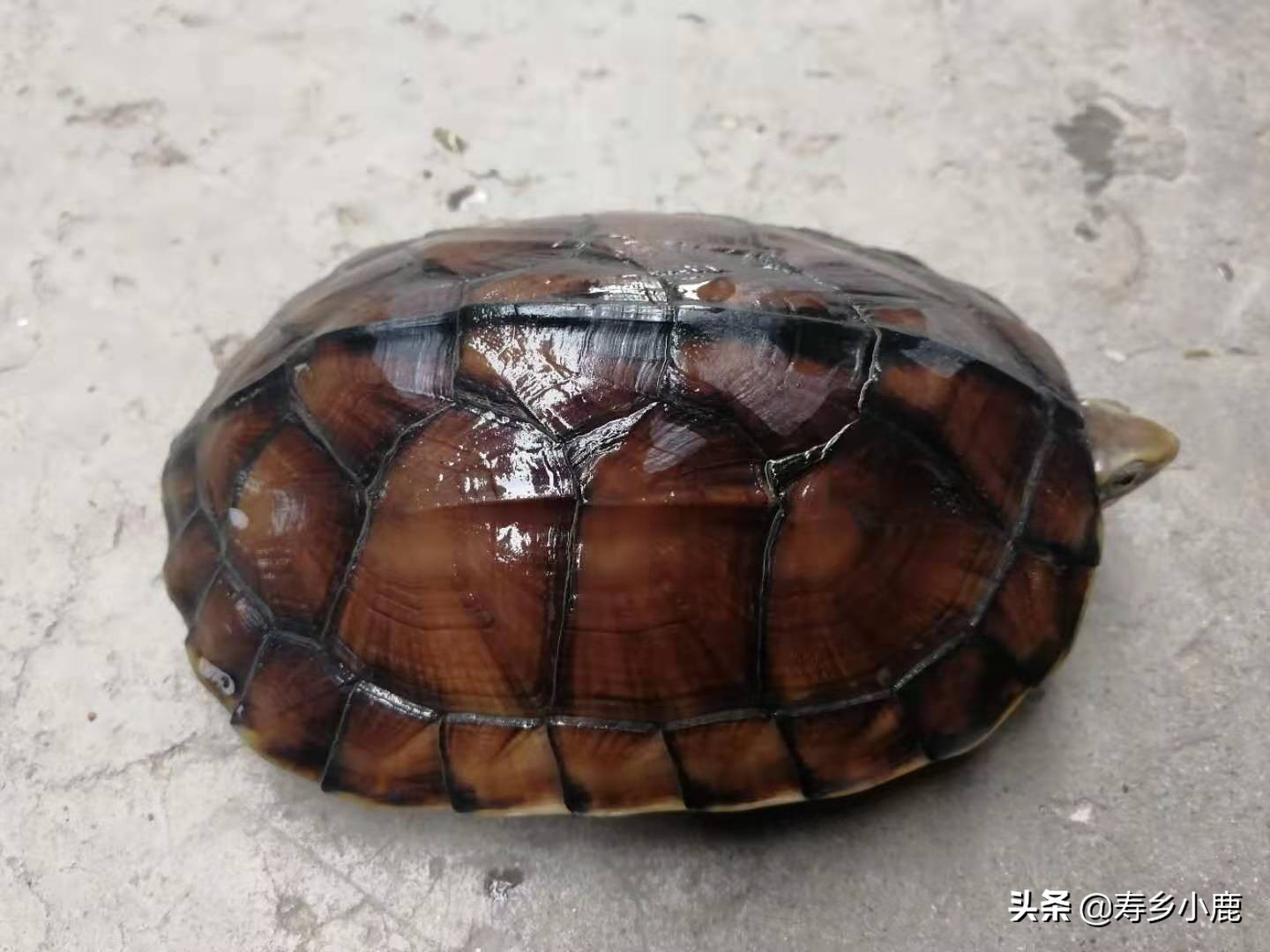 养石金钱龟的六大禁忌,怎样预防石金钱龟生病