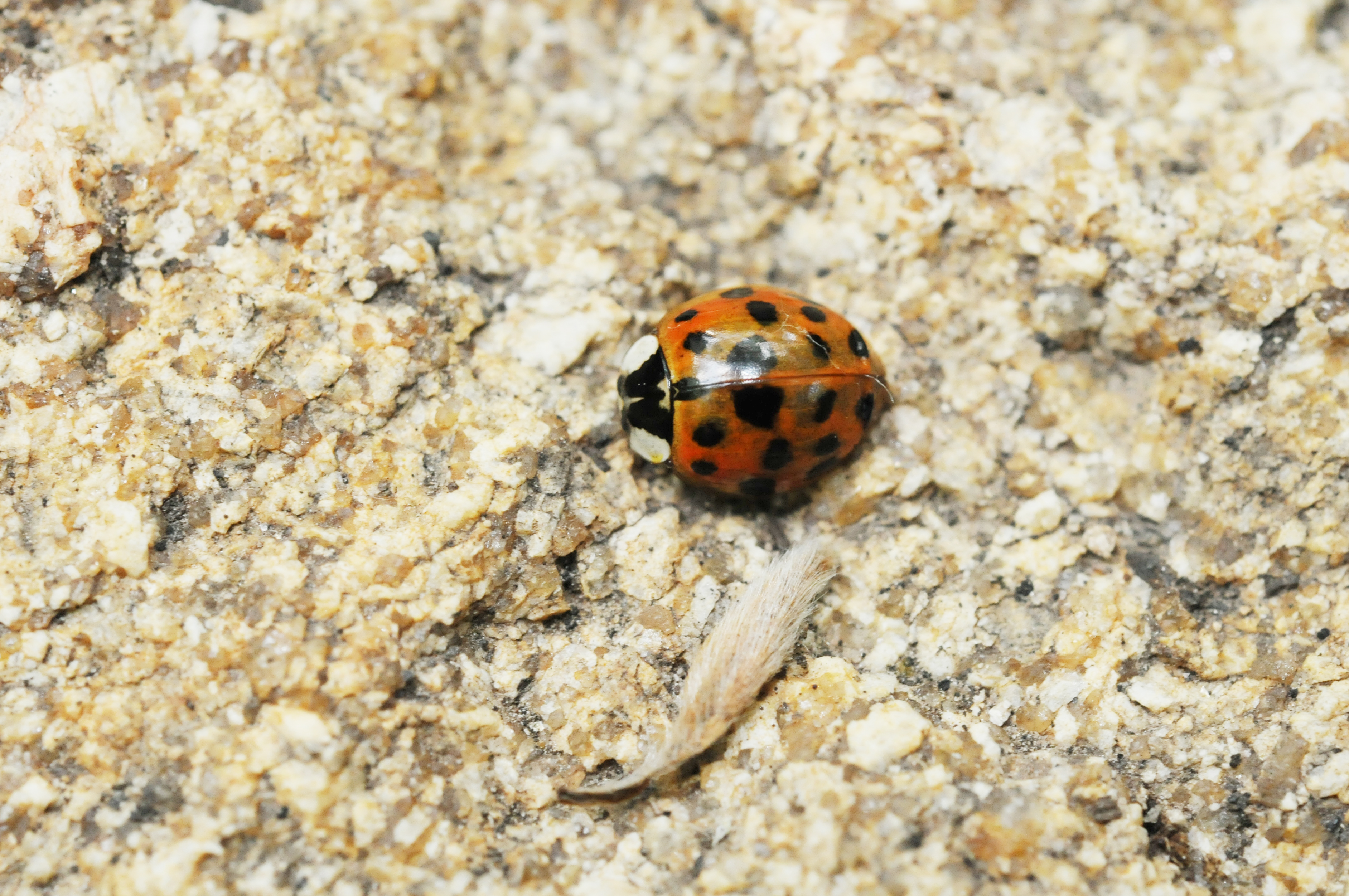 异色瓢虫和四星瓢虫,异色瓢虫与瓢虫的区别