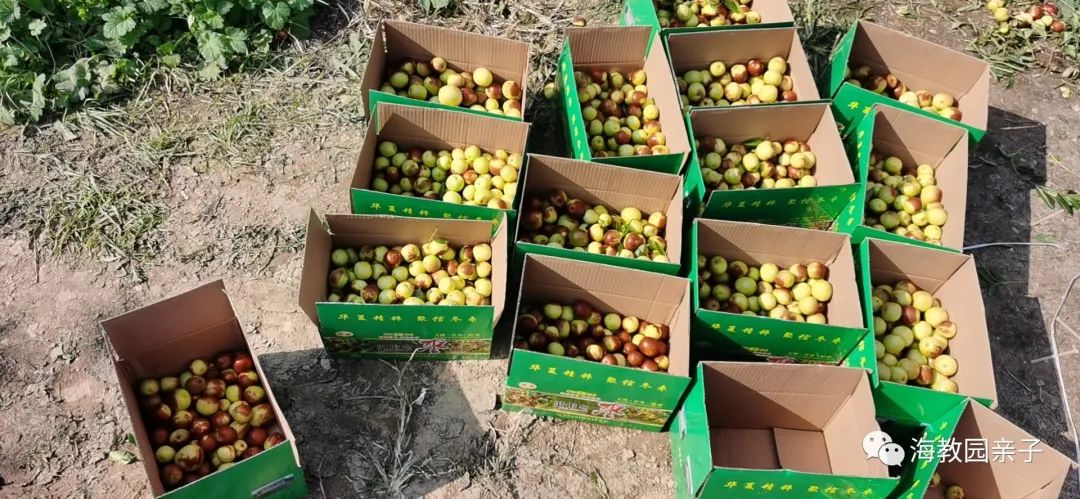 秋日好时光冬枣采摘,带着愉悦的心情踏上了冬枣采摘园