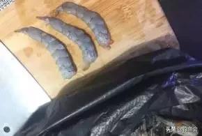 用拉丝粉蚯蚓拉饵的配制方法,老鬼鲜蚯蚓拉饵开饵教程