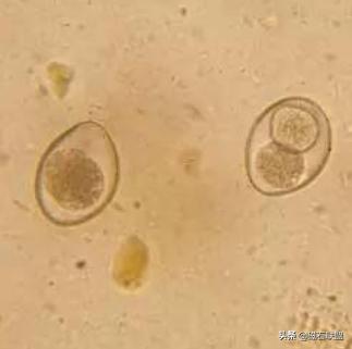 总觉得宠物医院检查太多？为什么需要做这些检查？医院揭秘便检篇