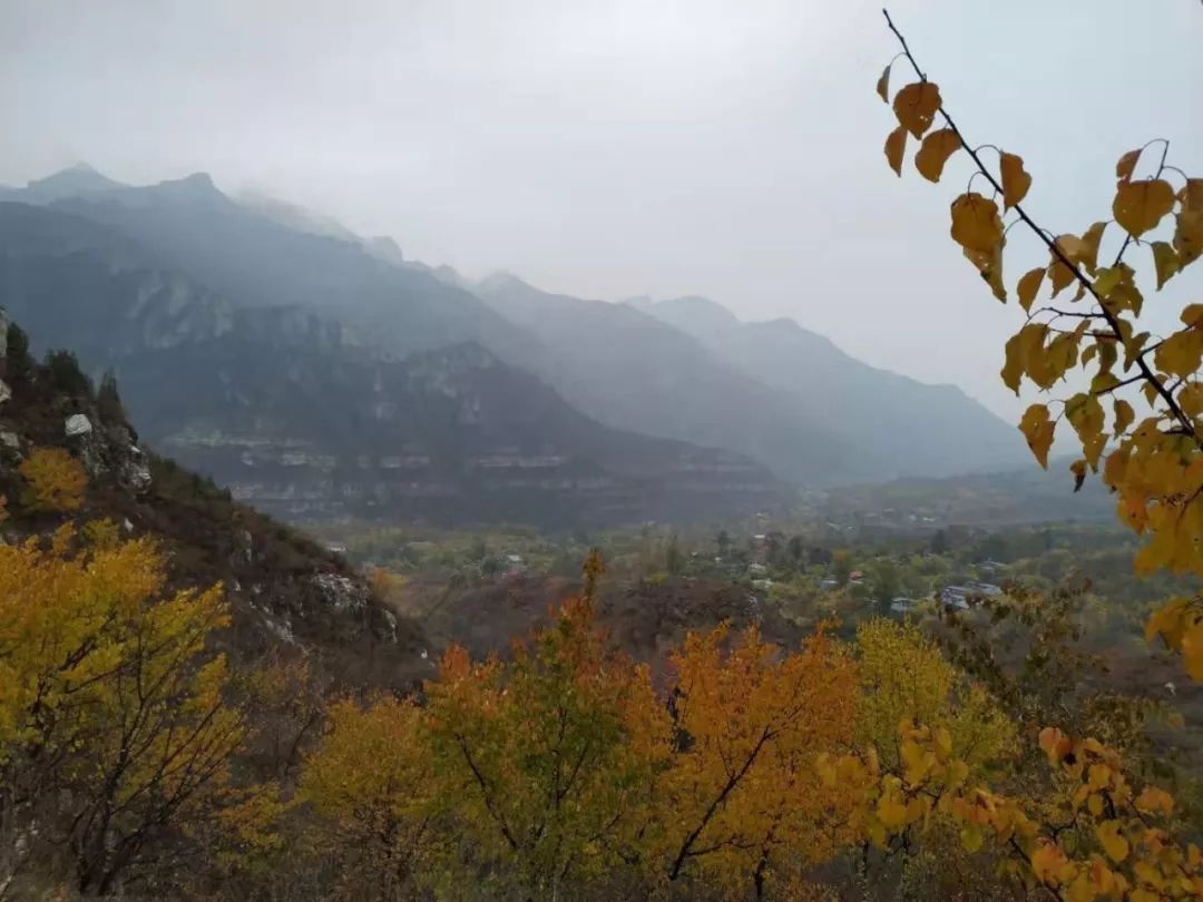 房山南北梯摘柿子,冬天去清凉山摘柿子