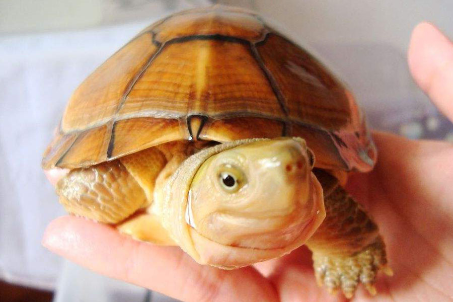 乌龟变成畸形的样子,很好看宠物乌龟