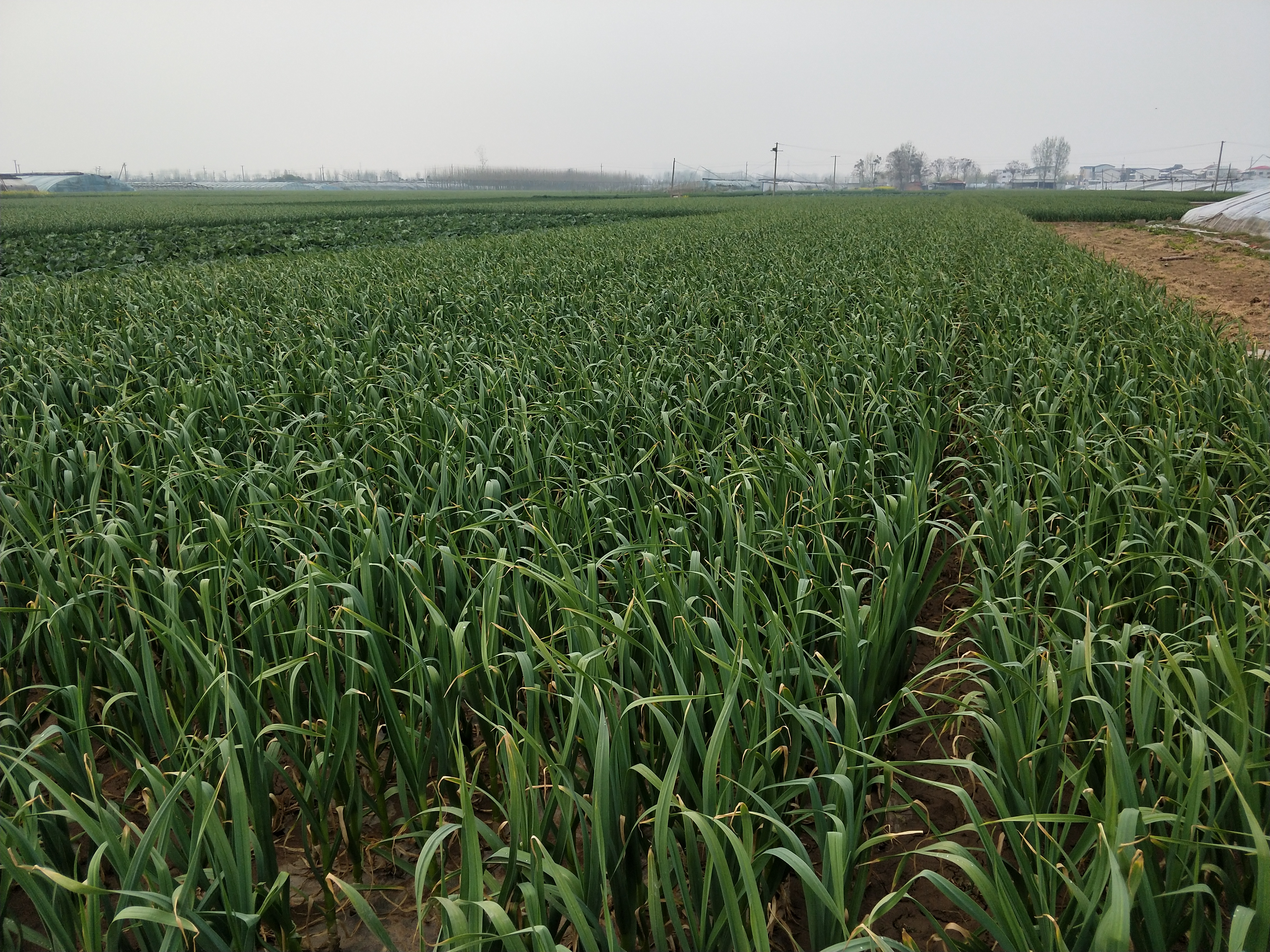 今年云南大蒜是增产还是减产,大蒜控旺打什么药