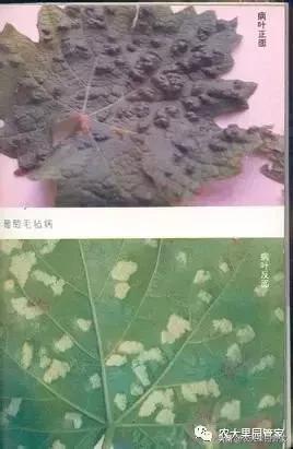 高温干旱对葡萄造成的病害,葡萄毛毡病怎么补救