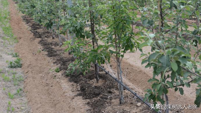 苹果矮化栽培管理,苹果矮化栽培的原理