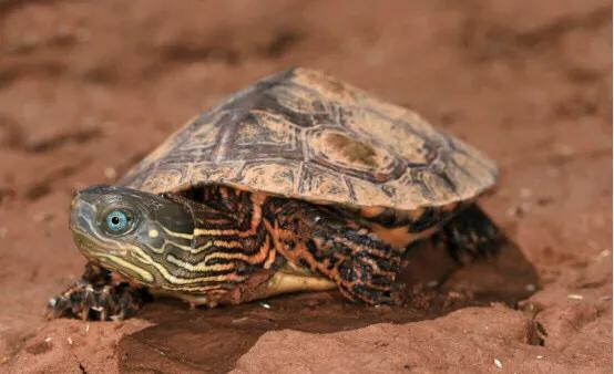 黄喉石龟图片大全,欧洲黄喉