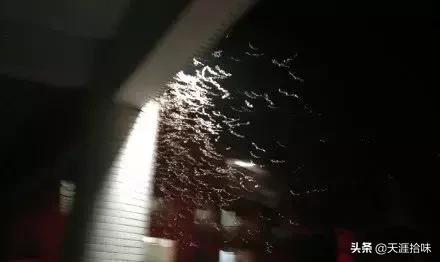 台风来了海岸上很多虫子,台风后出现的虫子