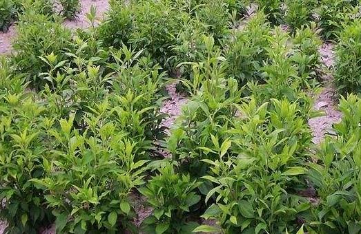 农村种药材哪个品种好,什么品种的药材最值得种植