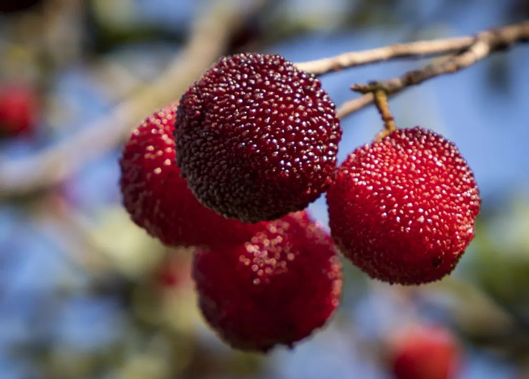 你吃过蘸酱油的杨梅吗,杨梅吃法蘸盐
