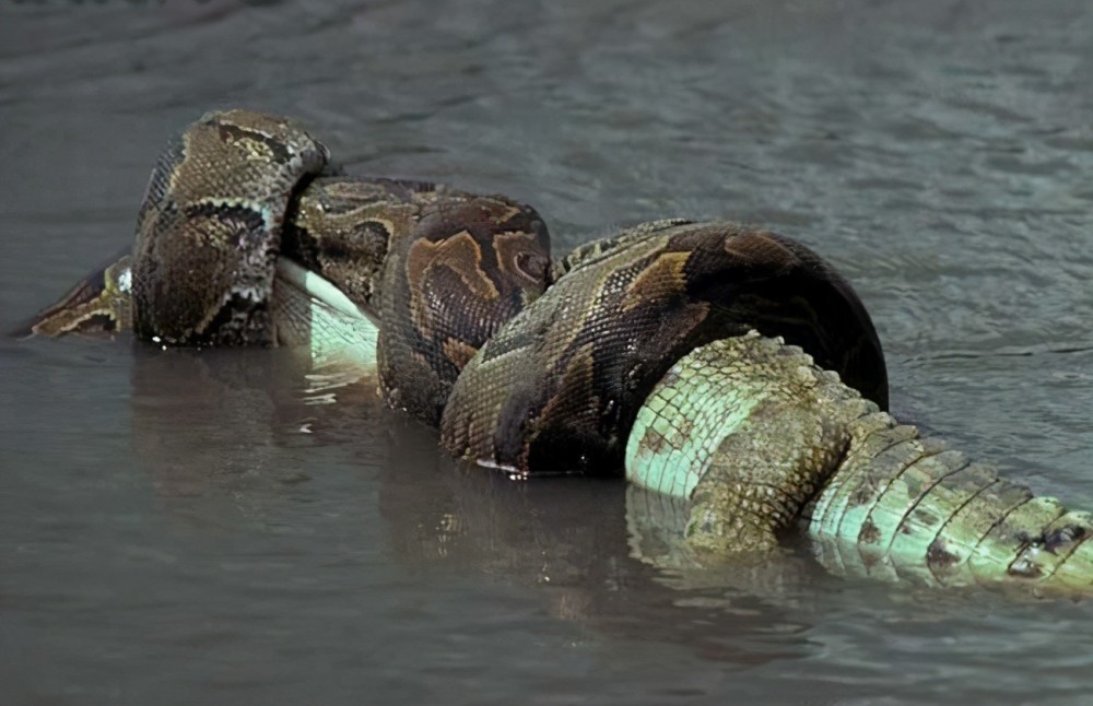 超吓人蟒蛇,福建大田蟒蛇