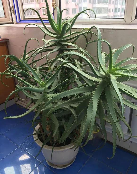 吸毒花怎么养,家庭好养的无毒花