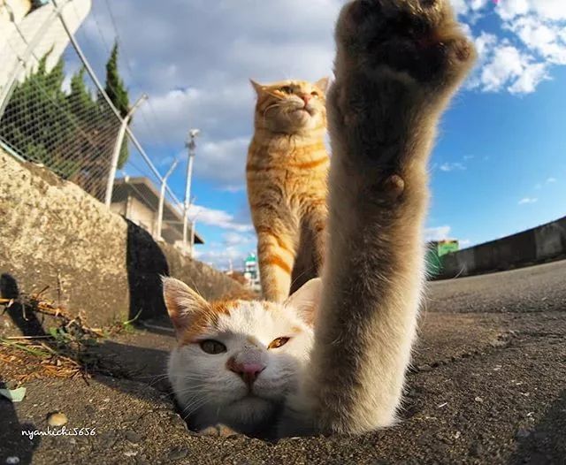 镜头下的猫视频,盘点那些可怜的流浪猫