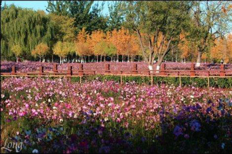 北京奥森南园滑雪,奥森赏花攻略