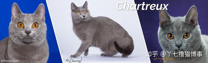 有哪些好看的家养猫,最适合家养的猫咪品种不掉毛