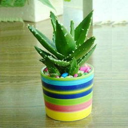 养护芦荟做到这几点,你的芦荟照样可以开出漂亮的花朵!