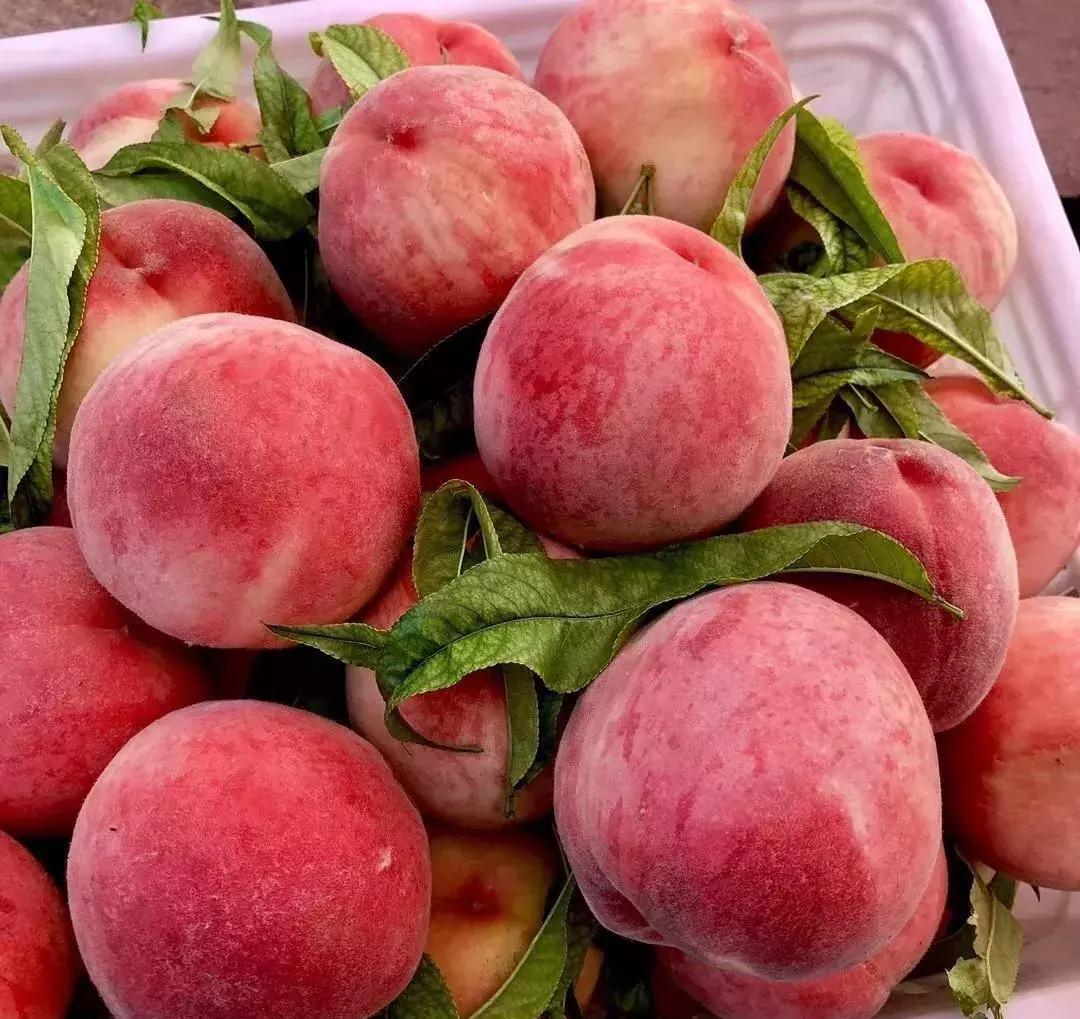 金秋采摘正当时!山东这十种田间美味错过再等一年!