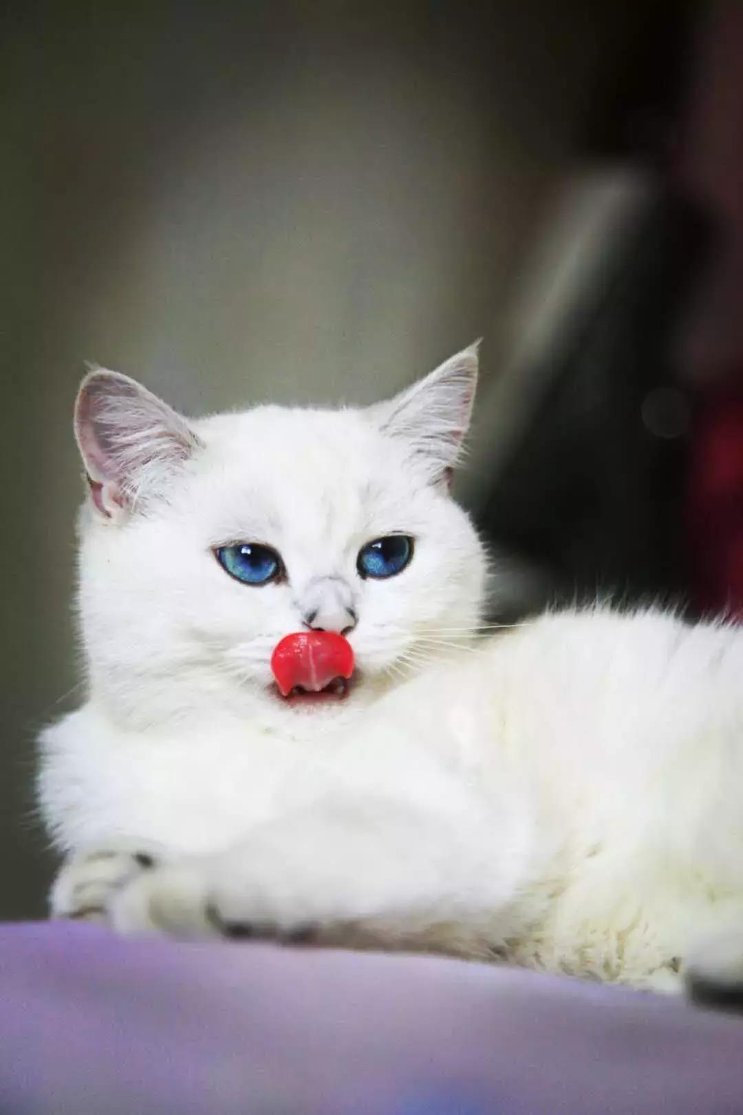 夏末秋初，刘三姐的英短咪咪，邂逅梁实秋的白猫王子