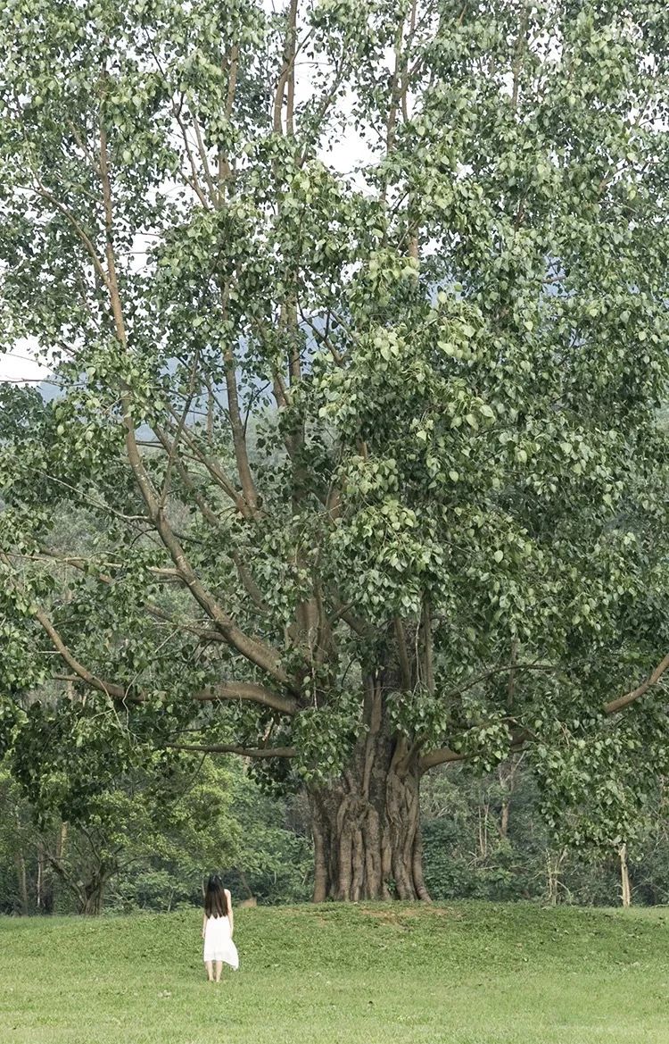 深圳吃喝玩乐两日游推荐,深圳周边游吃喝一日游推荐